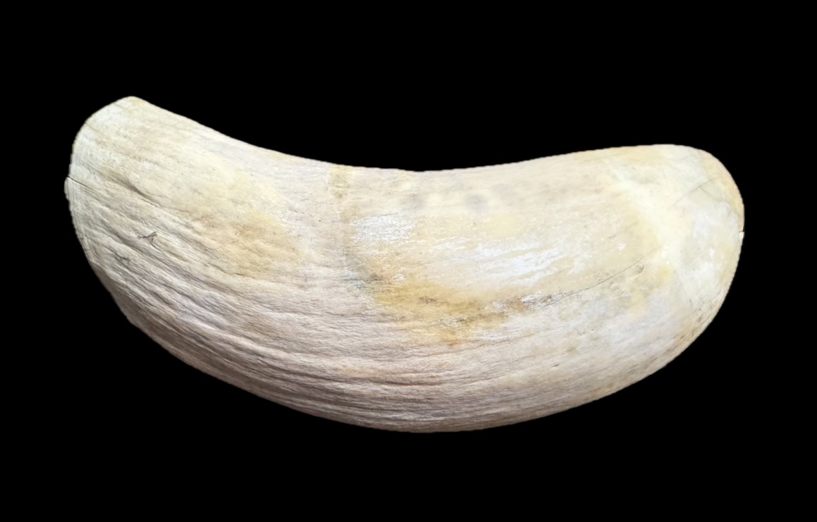 マッコウ鯨の歯