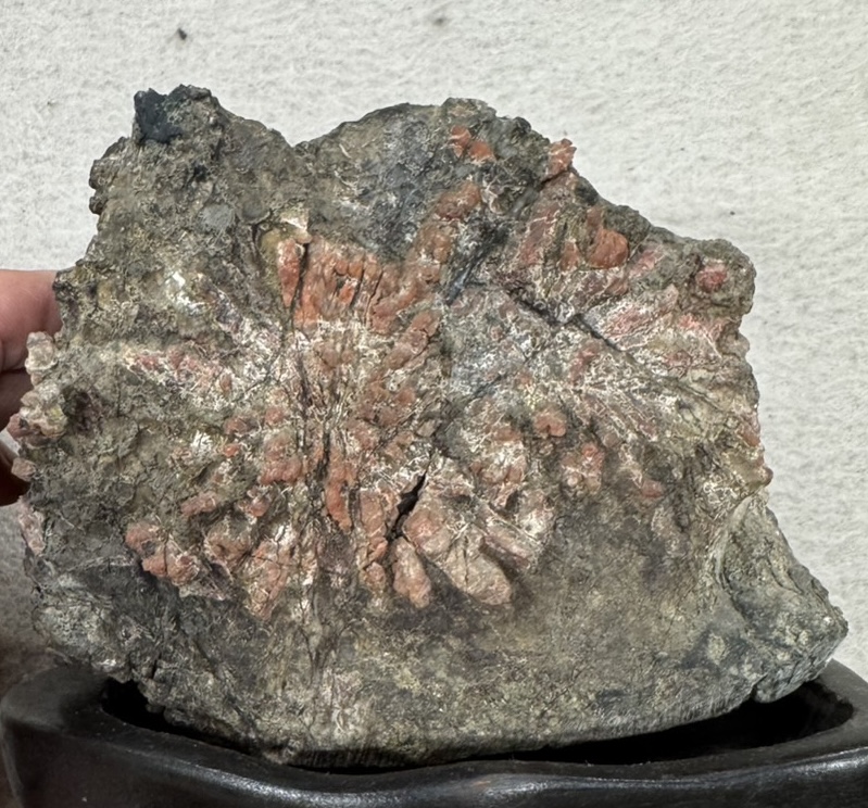 菊花石 (きっかせき)