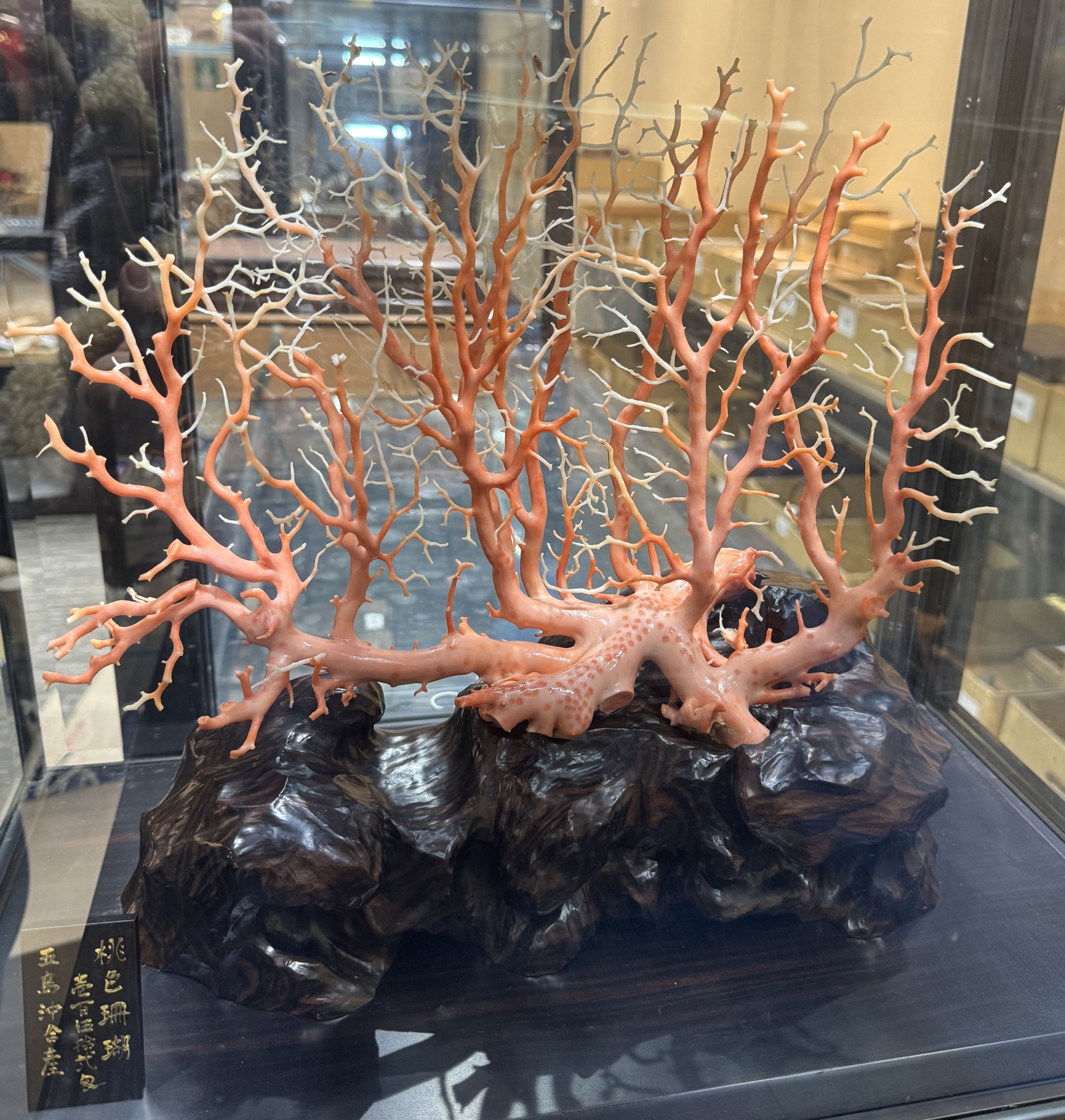 五島沖産 桃色珊瑚原木