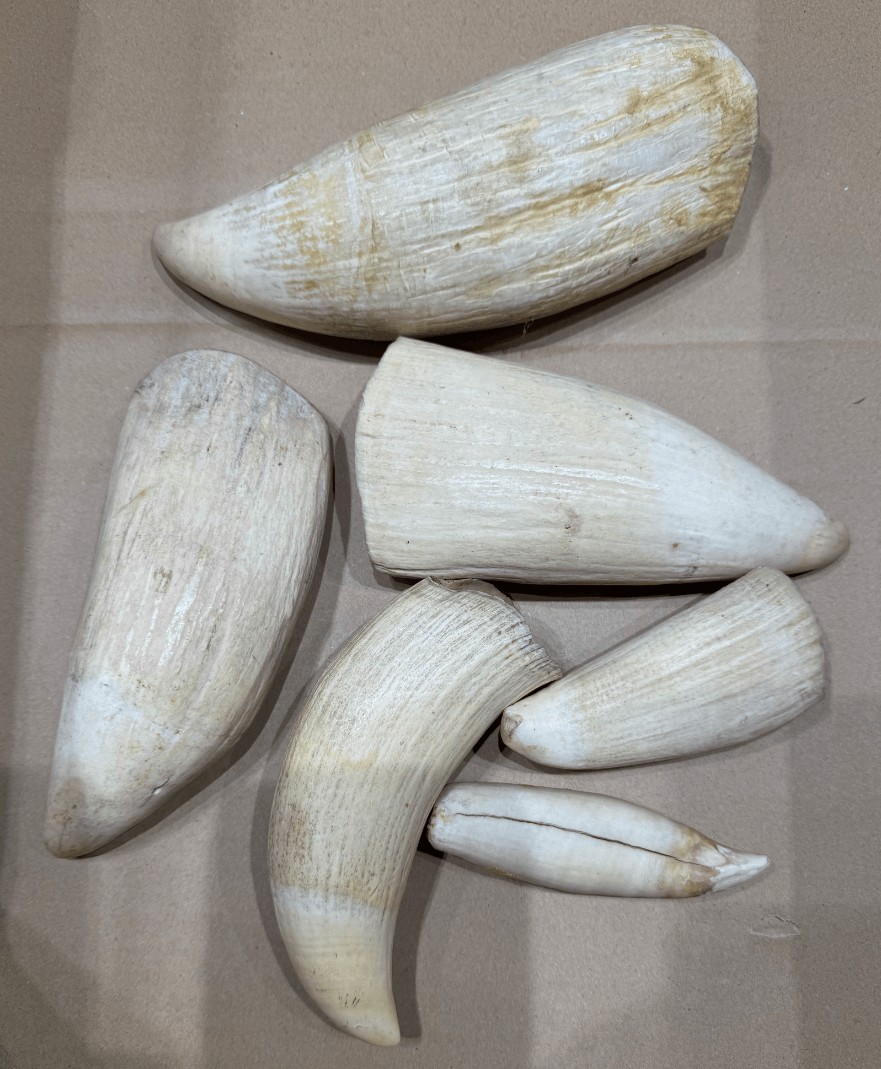 マッコウクジラ　雌歯 マッコウクジラの歯 | 買取実績 | 骨董品買取専門の古美術永澤