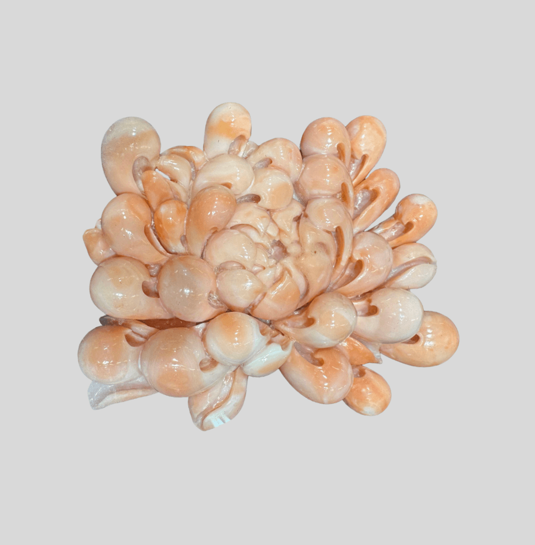 珊瑚彫刻 菊花帯留