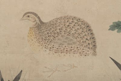 土佐光起《菊桔梗群鶉図》